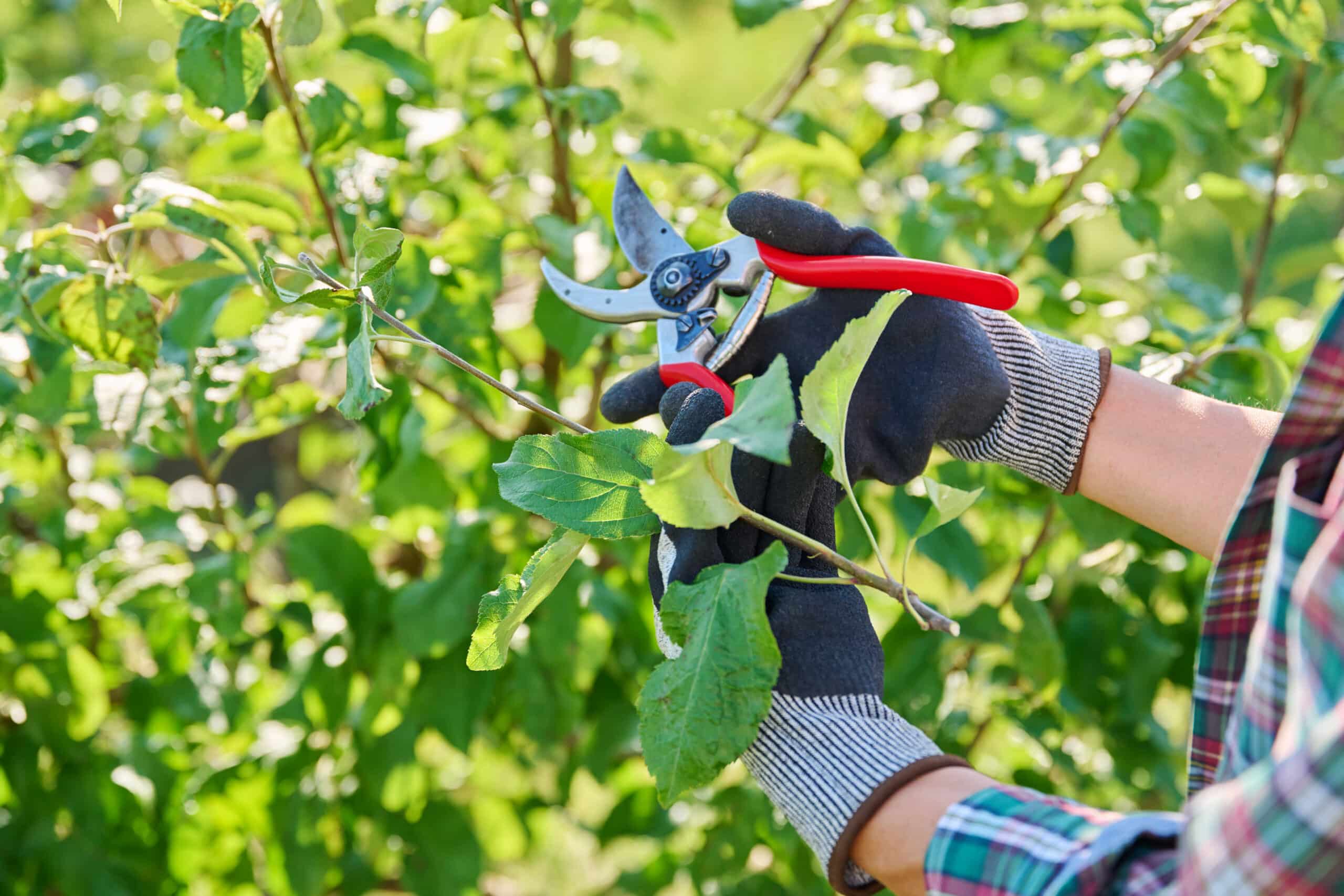planten die in januari en februari gesnoeid moeten worden